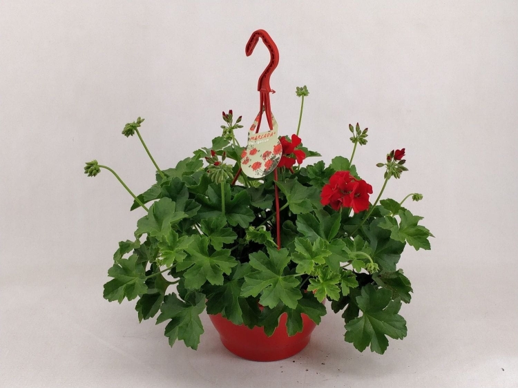 Pelargonia MARCADA DARK RED P9