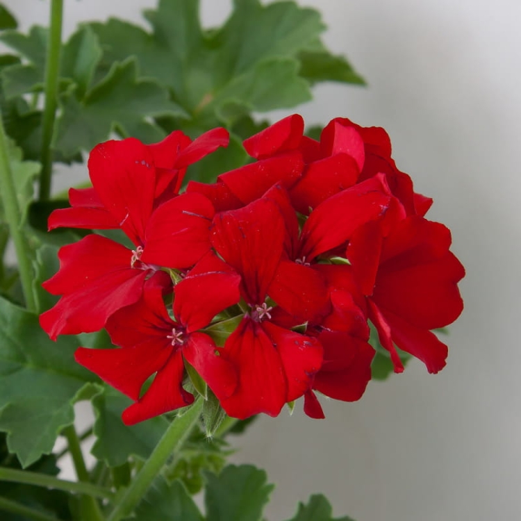 Pelargonia MARCADA DARK RED P9