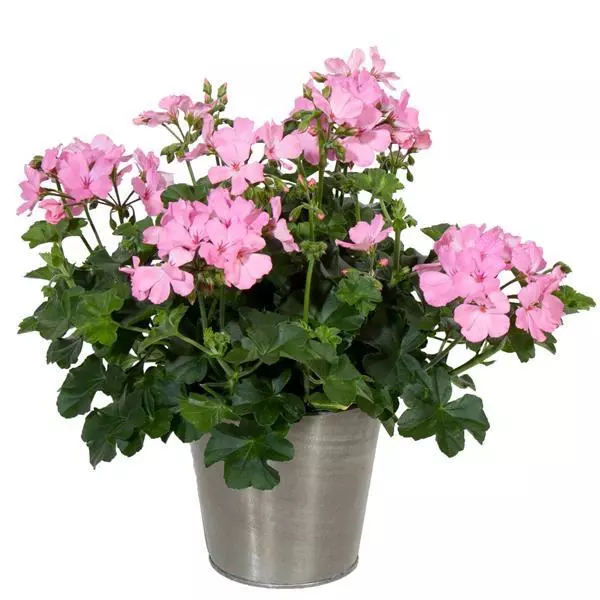 Pelargonia MARCADA PINK P9