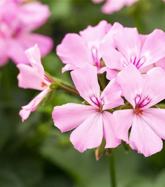 Pelargonia MARCADA PINK P9