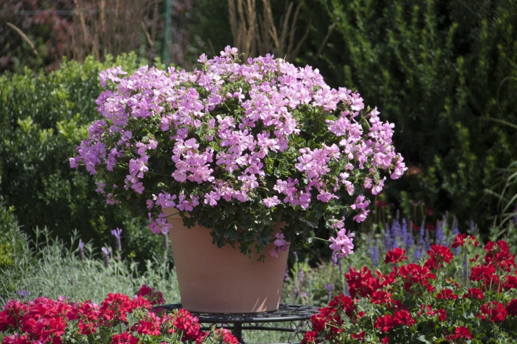 Pelargonia MARCADA PINK P9