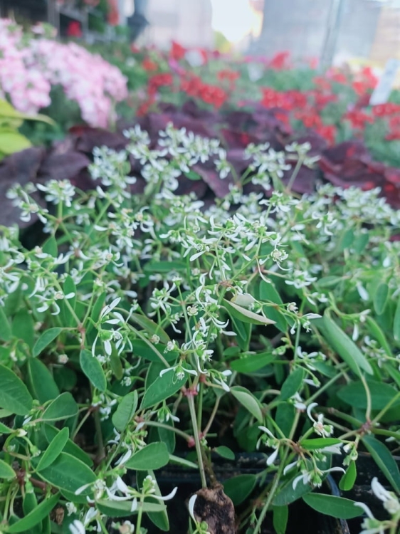 euphorbia kilimandscharo sadzonka p9