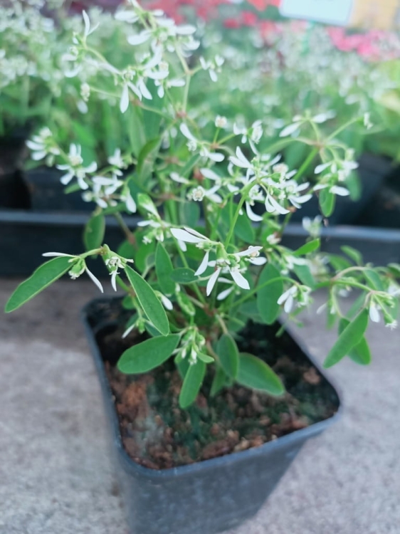 euphorbia kilimandscharo sadzonka p9