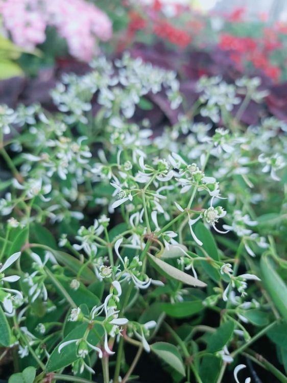 euphorbia kilimandscharo sadzonka p9