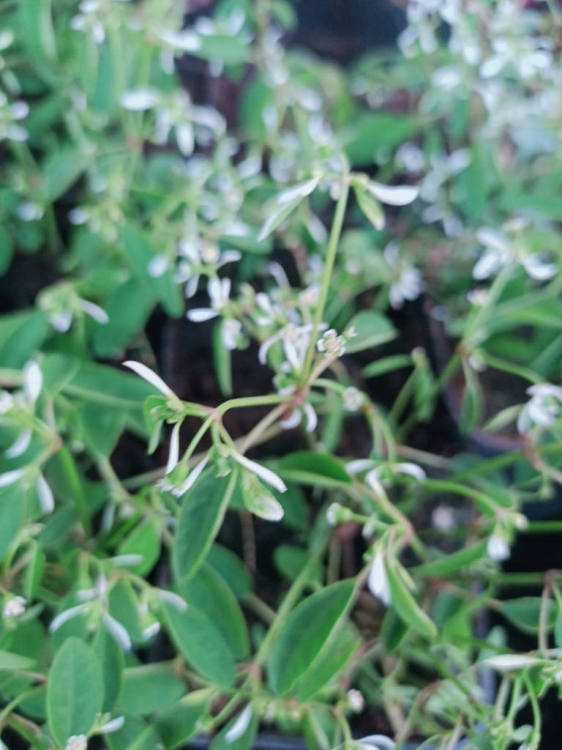 euphorbia kilimandscharo sadzonka p9