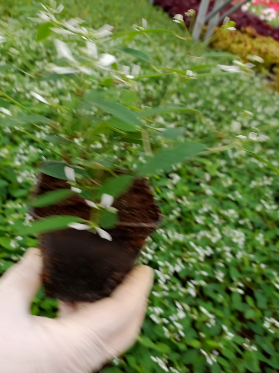 euphorbia kilimandscharo sadzonka p9