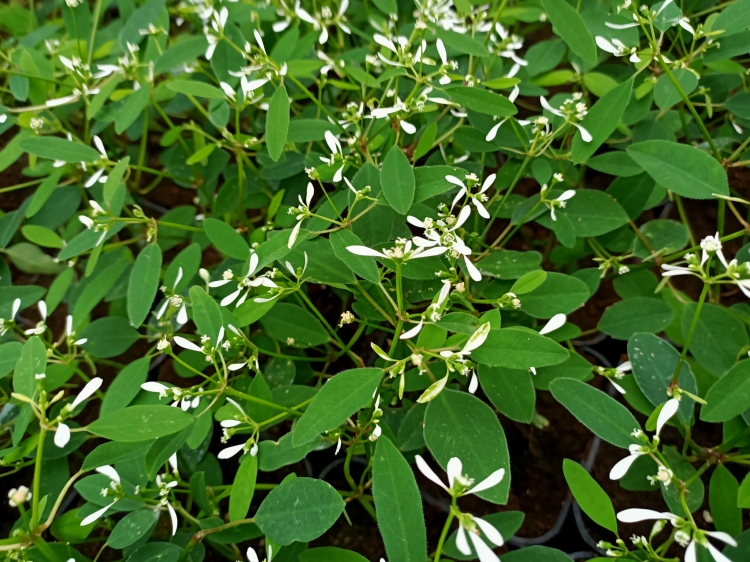 euphorbia kilimandscharo sadzonka p9