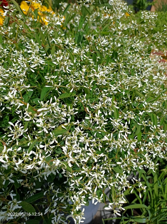 euphorbia kilimandscharo sadzonka p9