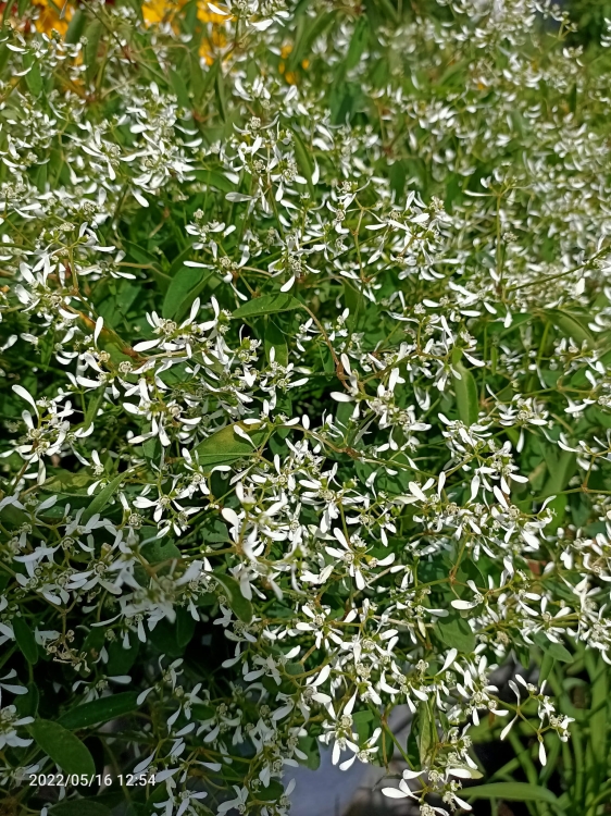 euphorbia kilimandscharo sadzonka p9