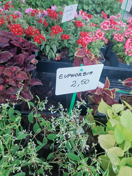 euphorbia kilimandscharo sadzonka p9