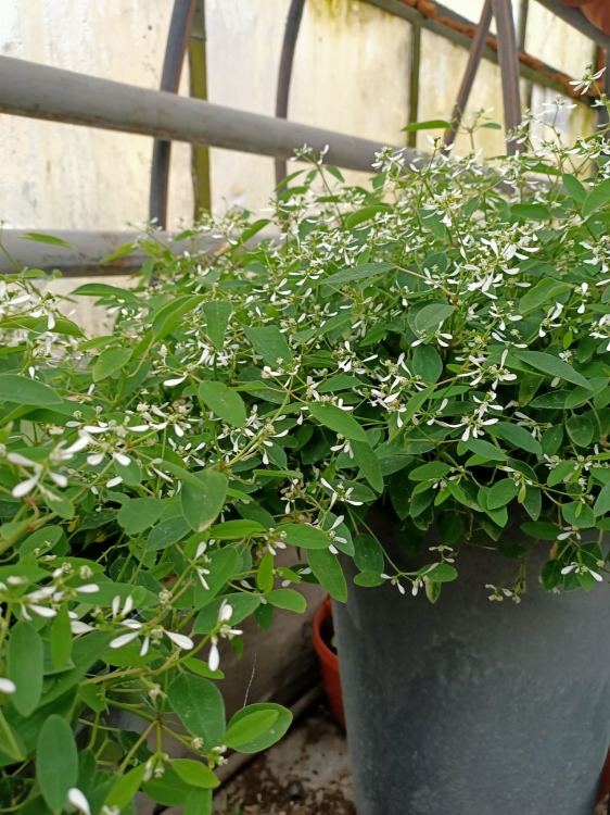 euphorbia kilimandscharo sadzonka p9