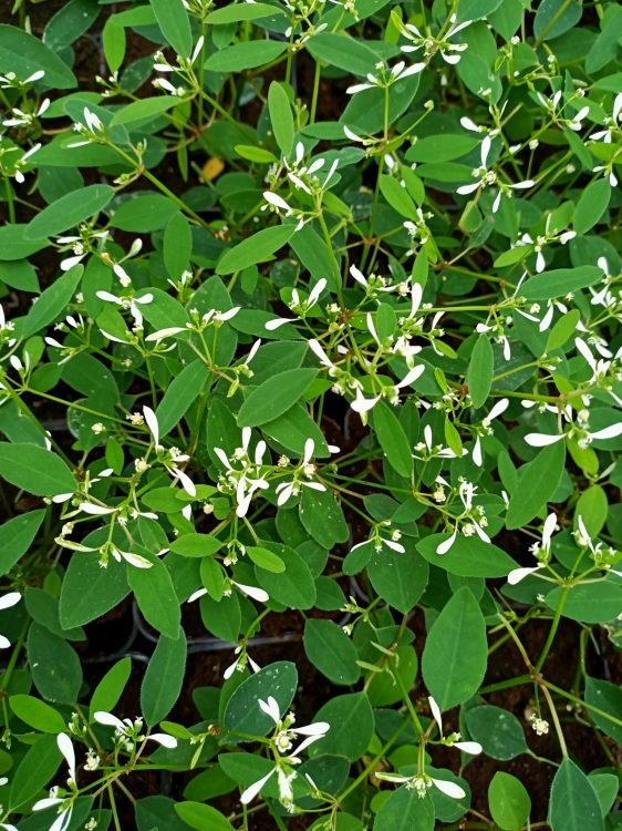 euphorbia kilimandscharo sadzonka p9