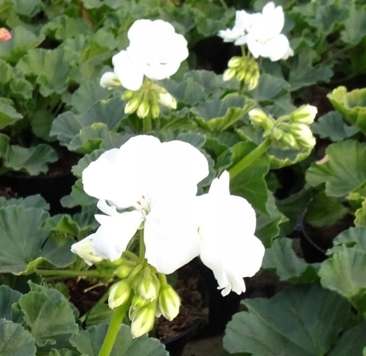 Pelargonia Rabatowa WHITE PALOMA c12