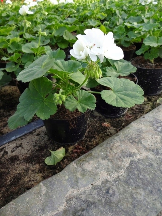 Pelargonia Rabatowa WHITE PALOMA c12
