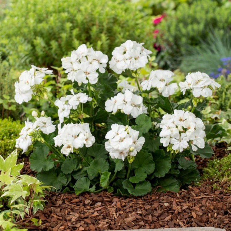 Pelargonia Rabatowa WHITE PALOMA c12