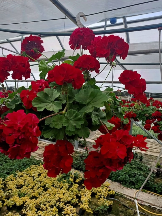 Pelargonia Calliope Dark Red C12