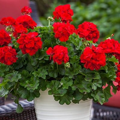 Pelargonia Calliope Dark Red C12