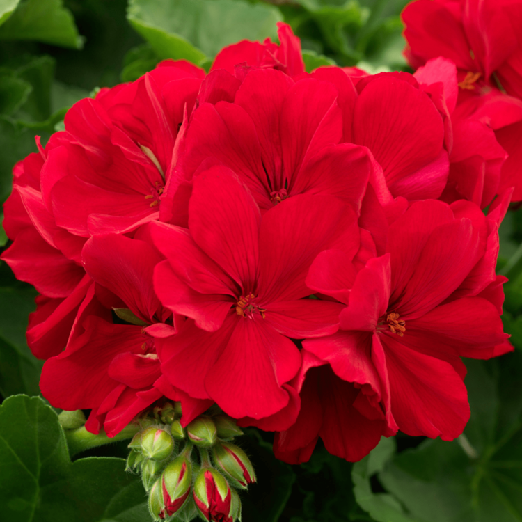 Pelargonia Calliope Dark Red C12