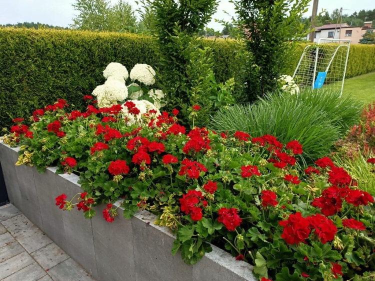 Pelargonia Calliope Dark Red C12