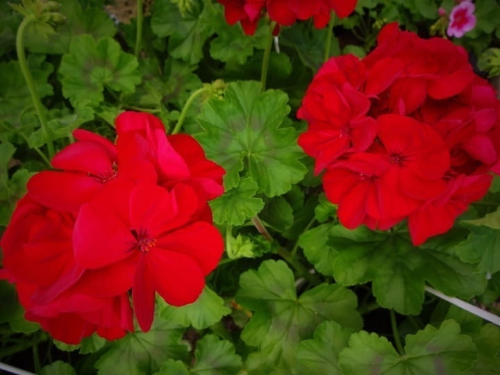 Pelargonia Calliope Dark Red C12
