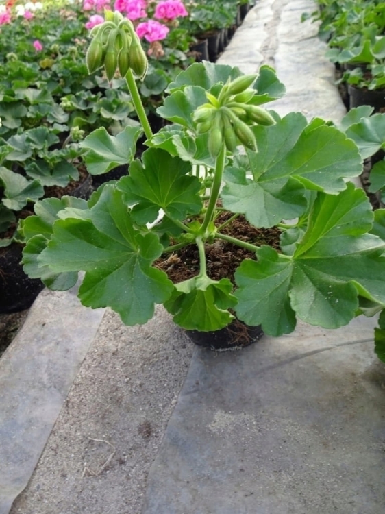 Pelargonia Calliope Dark Red C12