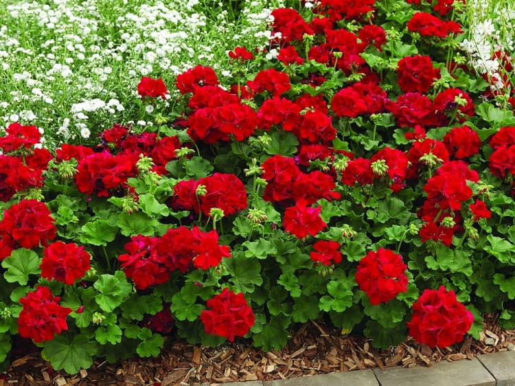 Pelargonia Calliope Dark Red C12