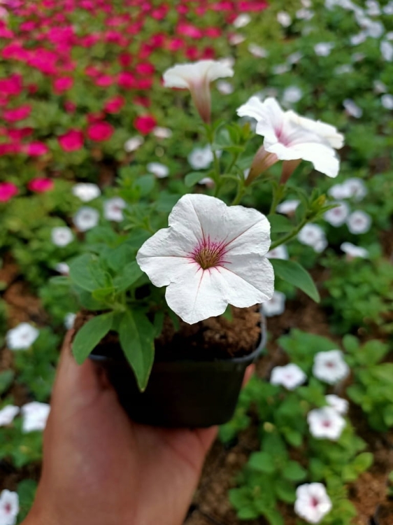 Supertunia Vista SILVERBERRY 6 sadzonek
