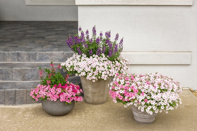 Supertunia Vista SILVERBERRY 6 sadzonek