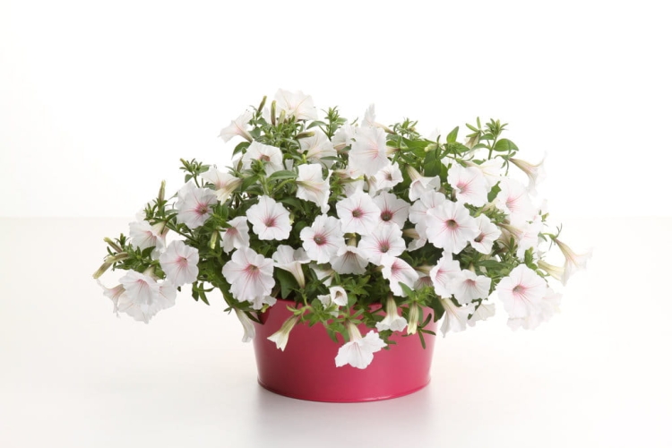 Supertunia Vista SILVERBERRY 6 sadzonek