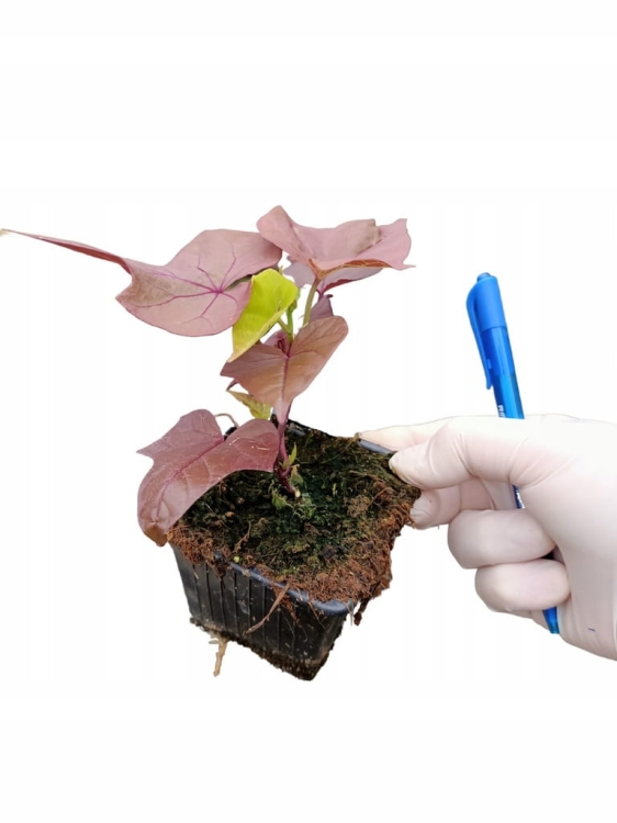 Wilec ziemniaczany IPOMOEA - brązowe serce p9