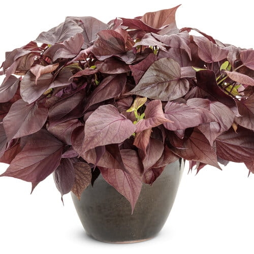 Wilec ziemniaczany IPOMOEA - brązowe serce p9