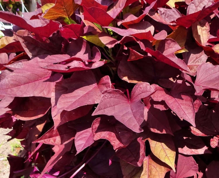 Wilec ziemniaczany IPOMOEA - brązowe serce p9