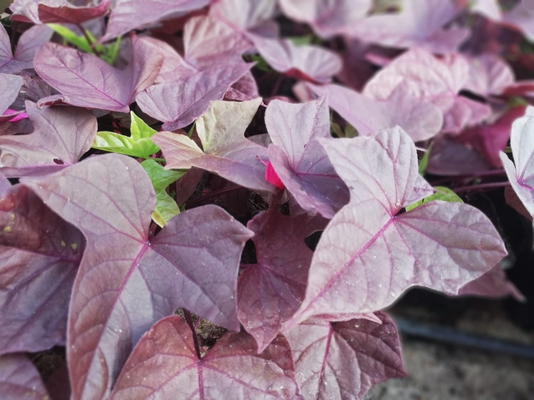 Wilec ziemniaczany IPOMOEA - brązowe serce p9