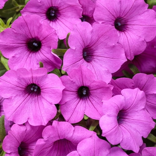 Supertunia Vista Jazzberry P7