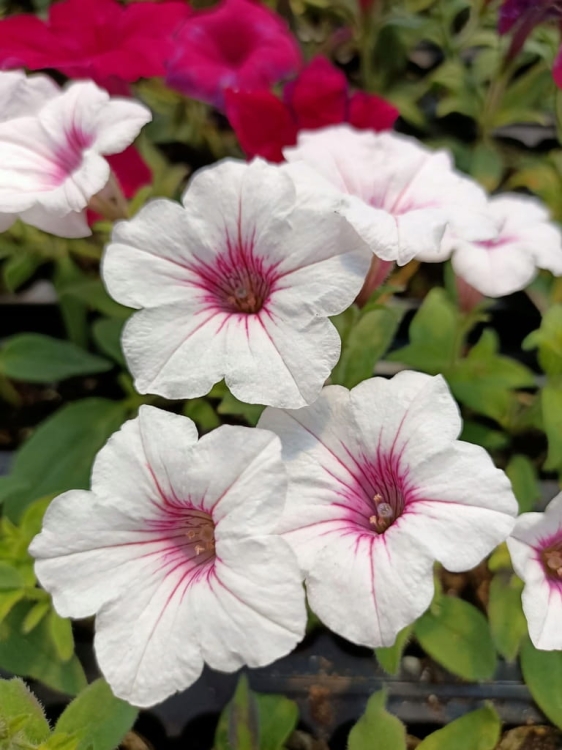 Supertunia Vista Silverberry P7