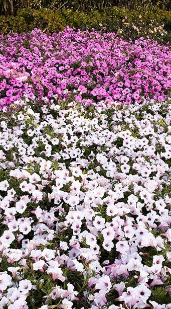 Supertunia Vista Silverberry P7