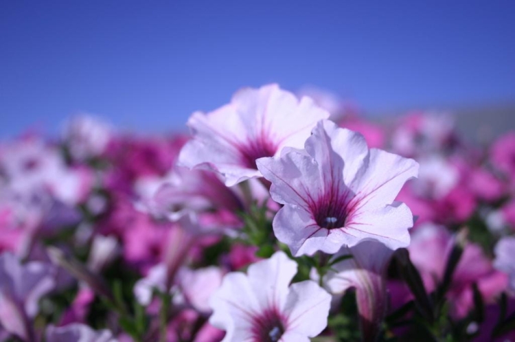 Supertunia Vista Silverberry P7