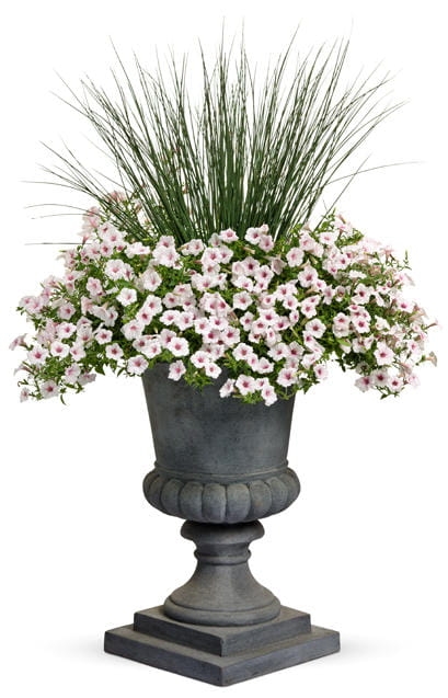 Supertunia Vista Silverberry P7