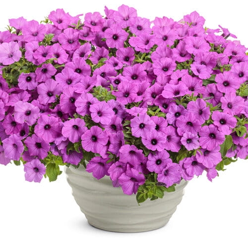 Supertunia Vista Jazzberry 6 sadzonek