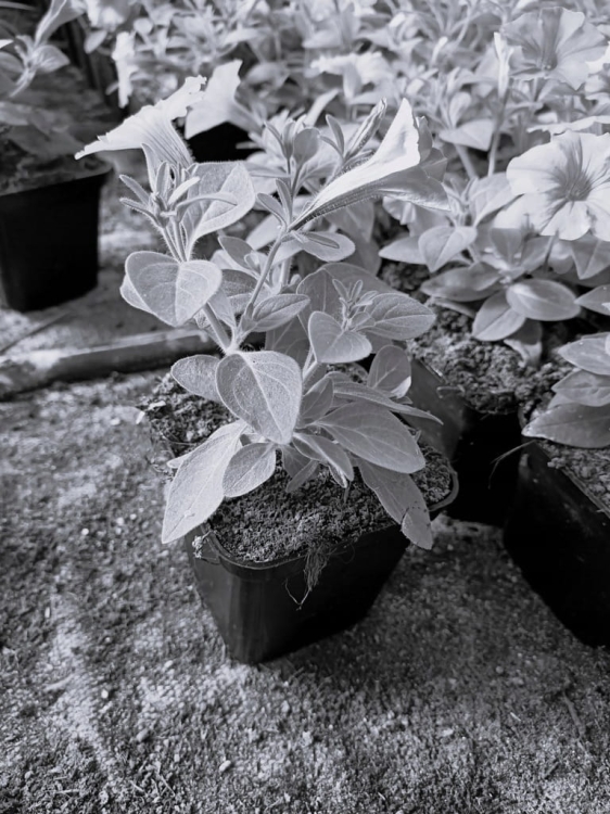 Supertunia Vista Jazzberry 6 sadzonek