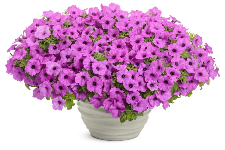 Supertunia Vista Jazzberry 6 sadzonek