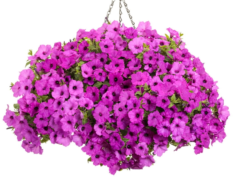 Supertunia Vista Jazzberry 6 sadzonek