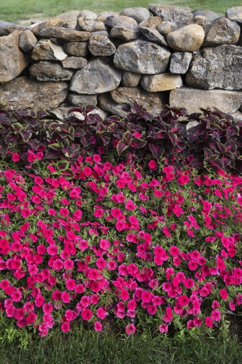 Supertunia Vista PARADISE P7