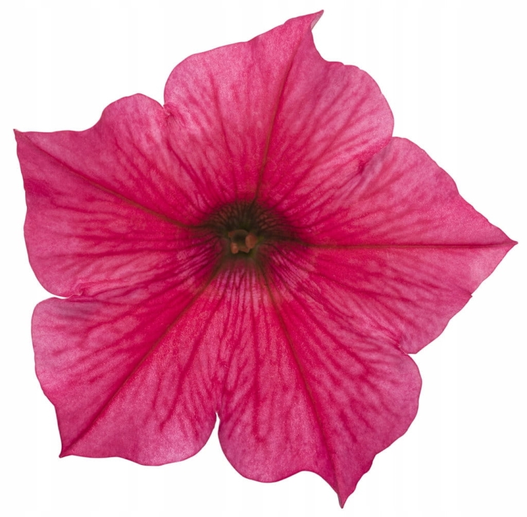 Supertunia Vista PARADISE P7