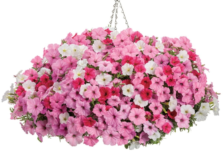Supertunia Vista PARADISE P7