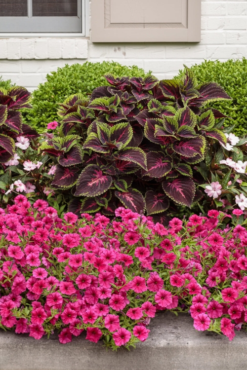 Supertunia Vista PARADISE P7