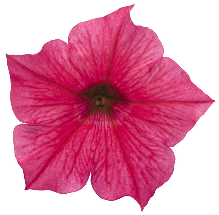Supertunia Vista PARADISE P7