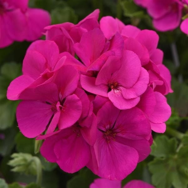 Pelargonia MARCADA VIOLET P9