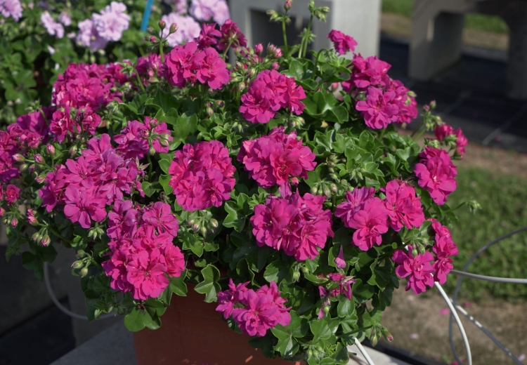 Pelargonia MARCADA VIOLET P9