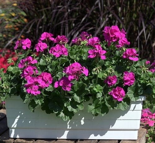 Pelargonia MARCADA VIOLET P9